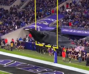 Fan Experience : Le corbeau des Ravens de Baltimore prend vie au M&T Bank Stadium